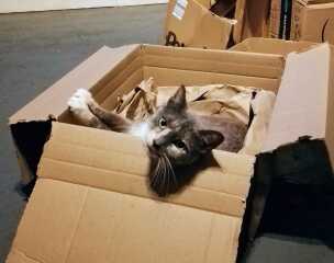 Chicken, Dreamies and Lickelix - the Excellent Cats form a disorderly queue