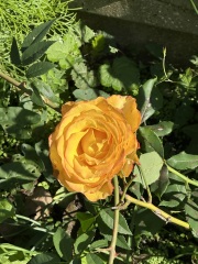 Year round Nigel Slater discussion thread Part 2