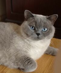 Post your supermodel cats
