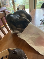 Chicken, Dreamies and Lickelix - the Excellent Cats form a disorderly queue