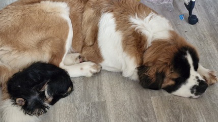 To say love of dogs has GONE TOO FAR !!
