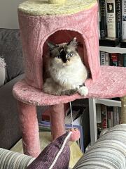 Post your supermodel cats