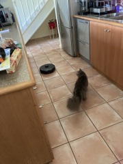 Scottish Tourism - the Excellent Cats debate Gizmo's suitability as a top influencer
