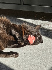 Chicken, Dreamies and Lickelix - the Excellent Cats form a disorderly queue