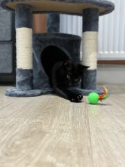 Cats with thumbs!