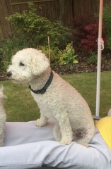 Looking for a gentle companion dog