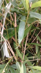 Is this Bamboo harmful or harmless clumping bamboo?