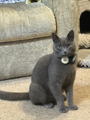 Tractive cat trackers