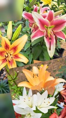 What have been your stand out favourite plants in your garden this year?