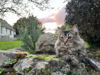 Post your supermodel cats