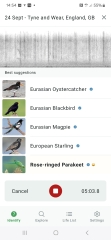 Merlin App Appreciation plus General Birding Chat