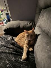 Chicken, Dreamies and Lickelix - the Excellent Cats form a disorderly queue