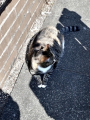 Scottish Tourism - the Excellent Cats debate Gizmo's suitability as a top influencer