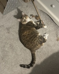 Chicken, Dreamies and Lickelix - the Excellent Cats form a disorderly queue