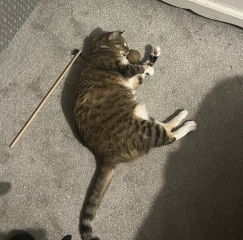 Chicken, Dreamies and Lickelix - the Excellent Cats form a disorderly queue