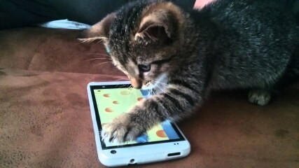 There is a cat in my garden.  Is it lost?
