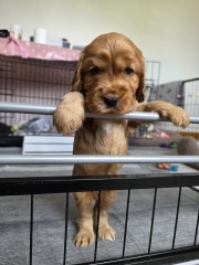 Bring our puppy home