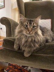 Post your supermodel cats