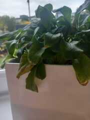 Tribute to my late cats: Forget me Nots