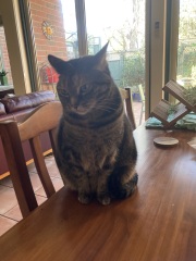 Post your supermodel cats