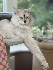 Post your supermodel cats