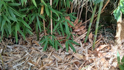 Is this Bamboo harmful or harmless clumping bamboo?