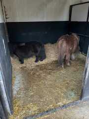 Possibly buying first pony. So unsure!