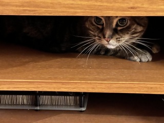 Chicken, Dreamies and Lickelix - the Excellent Cats form a disorderly queue