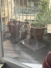 Chicken, Dreamies and Lickelix - the Excellent Cats form a disorderly queue