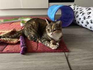 Chicken, Dreamies and Lickelix - the Excellent Cats form a disorderly queue