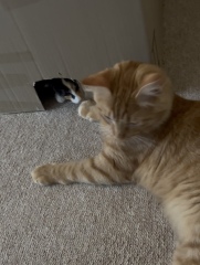 Help! Introducing younger kitten to much larger kitten and struggling