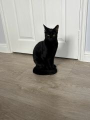 Cats with thumbs!