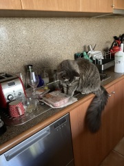 Chicken, Dreamies and Lickelix - the Excellent Cats form a disorderly queue