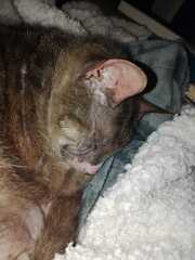 Chicken, Dreamies and Lickelix - the Excellent Cats form a disorderly queue