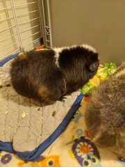 Guinea pig body shape?