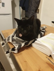 Scottish Tourism - the Excellent Cats debate Gizmo's suitability as a top influencer