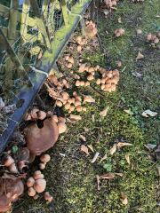Mushrooms?!