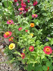What have been your stand out favourite plants in your garden this year?