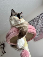 Post your supermodel cats