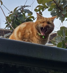Chicken, Dreamies and Lickelix - the Excellent Cats form a disorderly queue