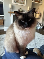 Post your supermodel cats
