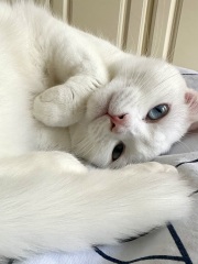 Post your supermodel cats
