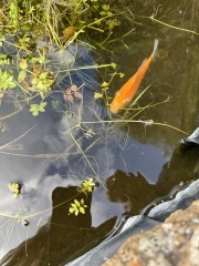 Inherited a large goldfish. Please tell me how to look after him