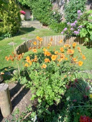 What have been your stand out favourite plants in your garden this year?