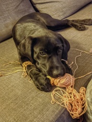 Puppy survival thread! All welcome!