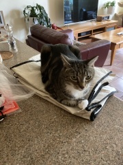 Chicken, Dreamies and Lickelix - the Excellent Cats form a disorderly queue