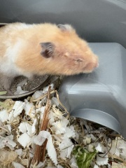 Help with my old hamster, sore eye