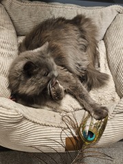 Chicken, Dreamies and Lickelix - the Excellent Cats form a disorderly queue