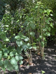 Plant id help (pics)