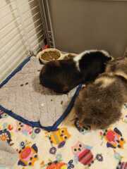 Guinea pig body shape?